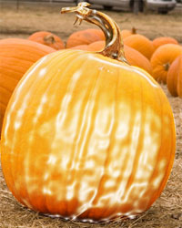 preserved-pumpkin