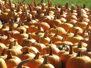 pumpkins