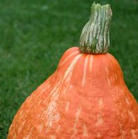 textured-pumpkin
